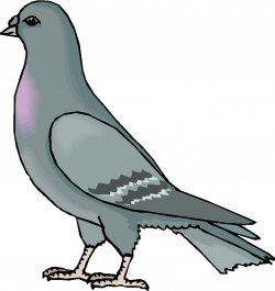 Pigeon Clip Art Free | Clipart Panda - Free Clipart Images