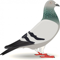pigeon clipart 5 | Clipart Station