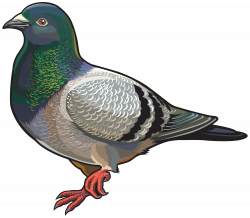 Pigeon PNG Clipart - Best WEB Clipart