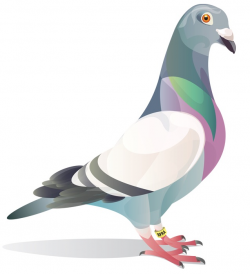 The Myth of the Baby Pigeon – Sudrobelle