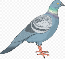 Homing Pigeon Columbidae Bird Clip Art, PNG, 800x727px ...