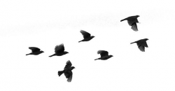 Graceful Birds Flying in North Atlanta Park | ideas and ...