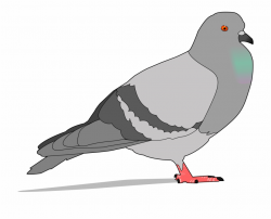 Pigeon Clipart Pegion - Clipart Pigeon Free PNG Images ...