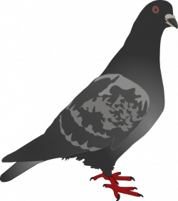 Black Pigeon Clip Art at Clker.com - vector clip art online, royalty ...