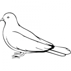 Image result for black and white clip art of pigeon ...