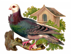 Antique Images: Free Pigeon Graphic: Victorian Scrap of Pigeon on ...