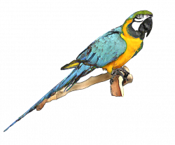 Free Birds Flying Clipart, Download Free Clip Art, Free Clip Art on ...