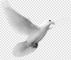 God Calvary Christian Church Feminazi, peace pigeon ...