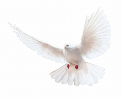 Spirit Of Joy Christian Church - Pigeon Png, Transparent Png ...