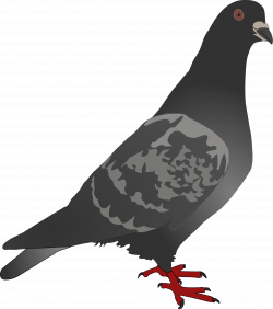 Clipart - Pigeon