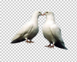 Domestic Pigeon Bird Columbidae PNG, Clipart, Animal ...
