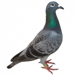 Pigeon Clipart Hd - 14388 - TransparentPNG