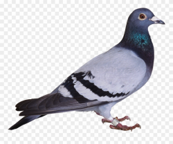 This Png File Is About Pigeon , Png - Pigeon Png Clipart ...