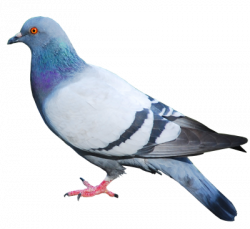 Pigeon Clipart File - 14379 - TransparentPNG