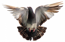 Pigeon Flying PNG Image - PurePNG | Free transparent CC0 PNG Image ...