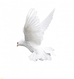 Flying white pigeon wallpaper - crazywidow.info