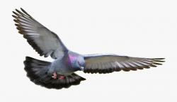Download Pigeon Png Clipart - Pigeon Flying #221020 - Free ...