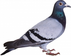 pigeon PNG | pigeon | Pinterest | Animal