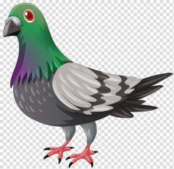 Green and gray bird , Domestic pigeon Pigeons and doves ...