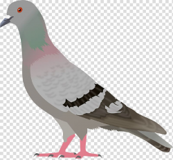 Gray pigeon illustration, English Carrier pigeon Columbidae ...