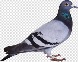 Gray pigeon, Bird Columbidae Columba , pigeon transparent ...