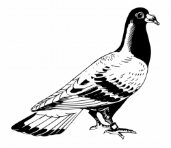 Kabutar Png Hd Pigeon Clipart Black And White - Clip Art Library