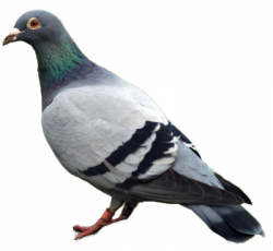 Download Free png pin Pigeon clipart kabootar # - DLPNG.com