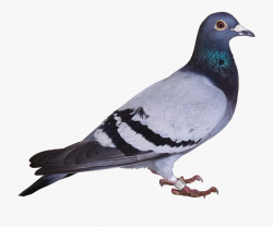 Pigeon Clipart Kabutar - Pigeon Png #221090 - Free Cliparts ...