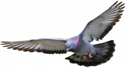Pigeon PNG Transparent Images | PNG All