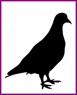 Stunning Silhouette Of Pigeon Png Wassu Hawk Picture Dove Bird ...