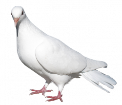 White Pigeon Transparent PNG Picture | Gallery Yopriceville - High ...