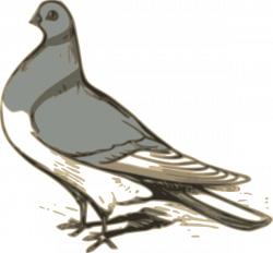 Pigeon Clip Art at Clker.com - vector clip art online, royalty free ...