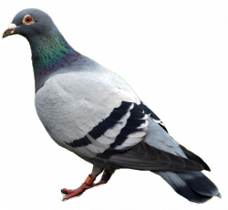 Pigeon Transparent PNG File | Web Icons PNG