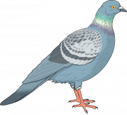 Homing pigeon Columbidae Bird Clip art - Blue Sparrow 800*727 ...