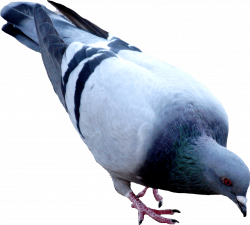 Street Pigeon PNG Image - PurePNG | Free transparent CC0 PNG Image ...