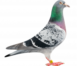 Pigeon Transparent Background - 14401 - TransparentPNG