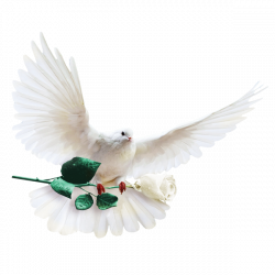 Columbidae Columba Clip art - Pigeon Grade White Rose Decorative ...