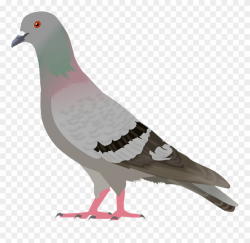 Pigeon Clip Art - Clipart Images Of Pigeon - Png Download ...