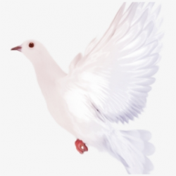 White Dove Clipart Flying - Pigeons And Doves #2120389 ...