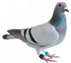 Pigeon Looking transparent PNG - StickPNG
