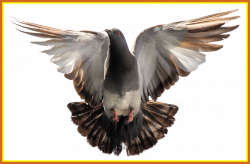 Shocking Pngpix Pigeon Png Transparent Image For Dove Trend And ...
