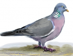 Free Drawn Pigeon wood pigeon, Download Free Clip Art on ...