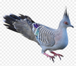 Pigeon Clipart Wood Pigeon - Bird, HD Png Download ...