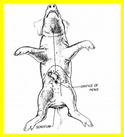 Astonishing Anatomy Of Fetal Pig Worksheet Nhssc Ac Fa For Coloring ...