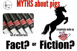 Common MYTHS About Pigs - Mini Pig Info