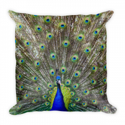 Peacock 18