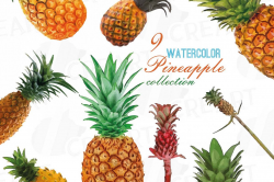 Watercolor Pineapple clip art pack, watercolor ananas clip art exotic  fruit, Printable png, pdf, jpg, svg, eps and vector files included.