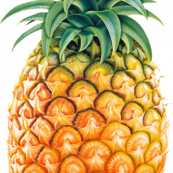 Pineapple Clipart camping clipart hatenylo.com
