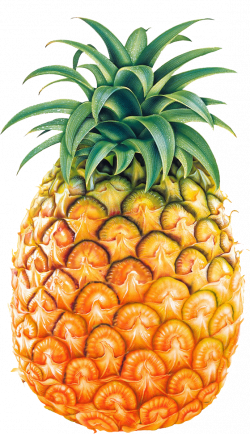 pineapple png tumblr - Google Search | pinturas | Pinterest