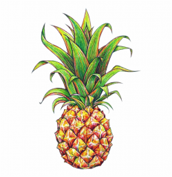 Tumblr Pineapple Png - Pineapple Drawing With Background ...